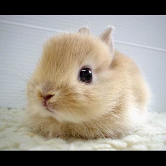 Meet your Posher, Vanessa - Picture 1 of 1